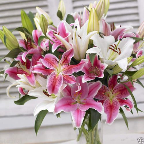 3 Lily-Oriental Lilium Mix - ( Bulbs)Perennial-Now Shipping
