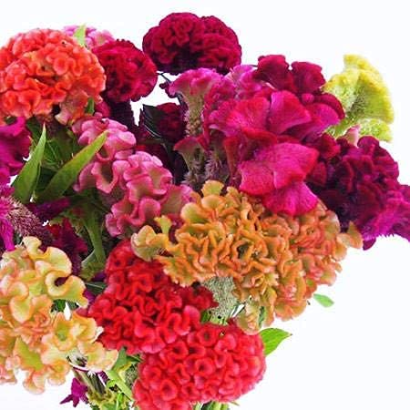 Exotic Cockscomb Seeds - 200+ Seeds - Amazing Garden Flower - Made in USA - Celosia Seeds
