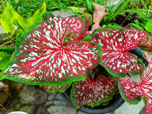2 Carolyn Whorton Caladium Bulbs for Planting - Perennial Hosta, Elephant Ears, Fancy (2 Bulbs)