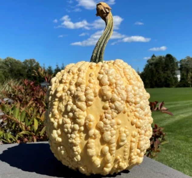 10 Popcorn Pumpkin Seeds for Planting - Unique Popcorn Like Warts
