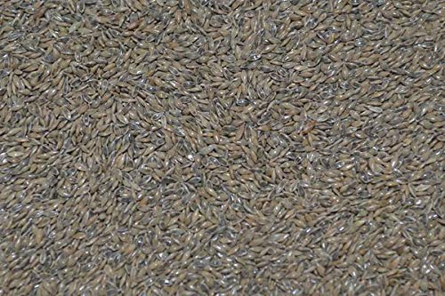 Generic 500 Cave-in-Rock Switchgrass Forage Native Grass