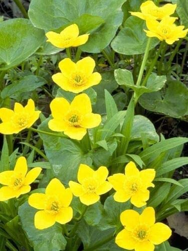 Yellow Swamp Marigold Seeds for Planting (100 Seeds) - Bidens Aristosa Mutica Flower
