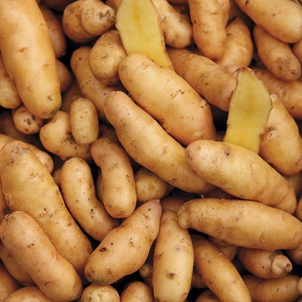 Russian Banana Fingerling Seed Potatos for Planting