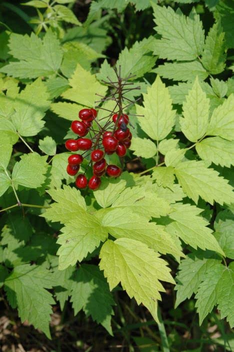 Red Baneberry Native Seeds for Planting (50 Seeds) - Actaea rubra