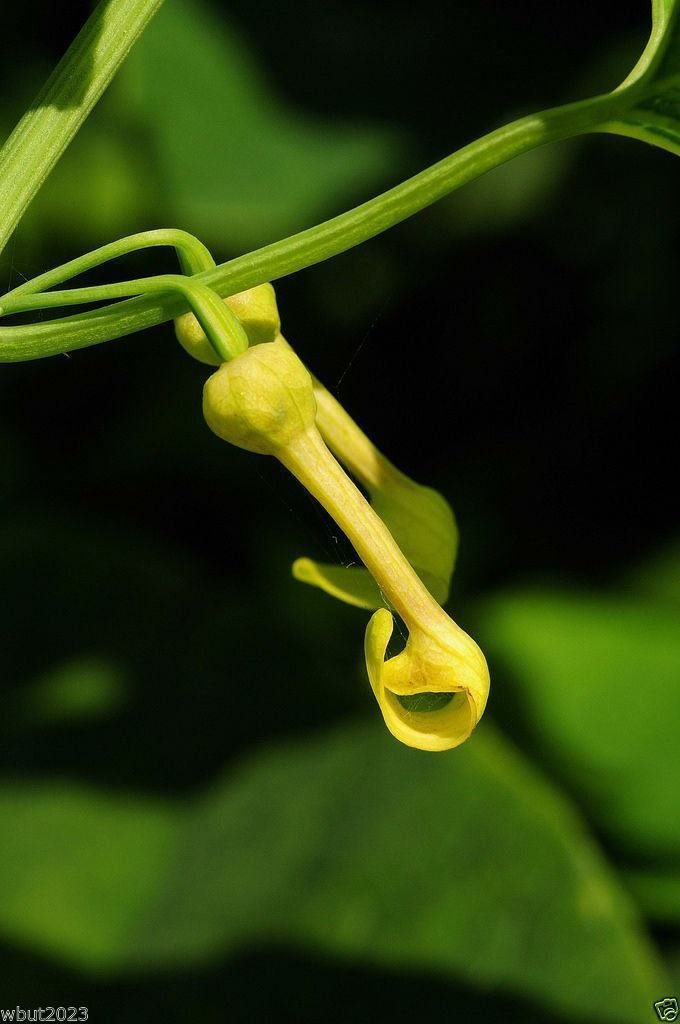 Birthwort Seeds (ARISTOLOCHIA clematitis Osterluzei) European pipevine