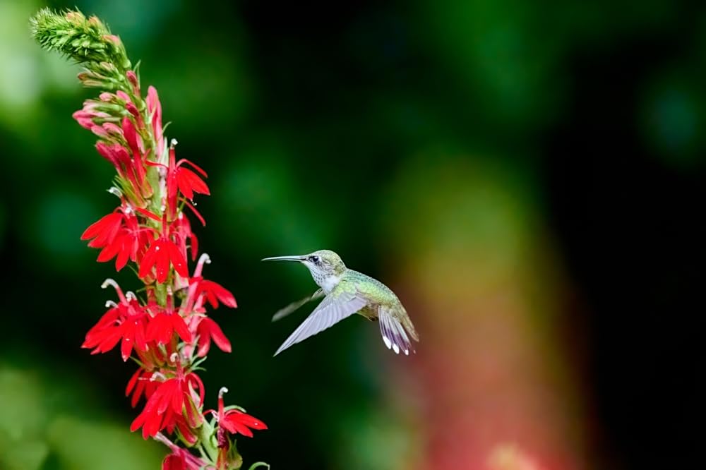 100 Cardinal Flower Seeds for Planting - Lobelia cardinalis - Stunning Red Blooms