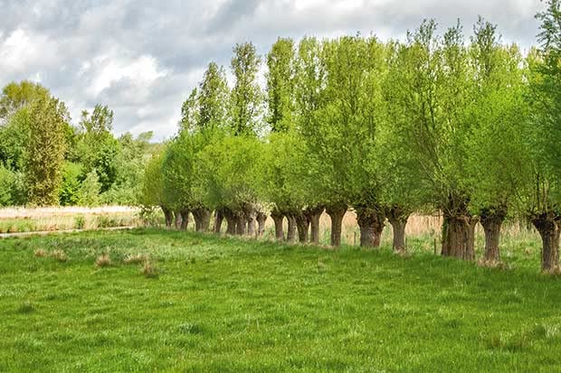 CZ Grain 20 Forage Willow Trees - Fast Growing Forage and Shade Provider - Horses, Goats and Cows Love It