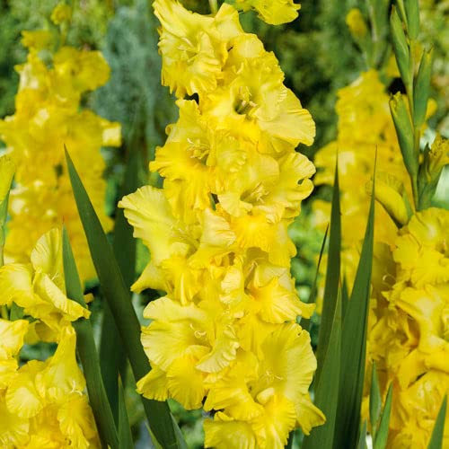 Gold Strong Gladiolus Bulbs for Planting