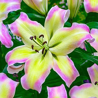 Giant Lily "Pretty Woman" Bulbs for Planting