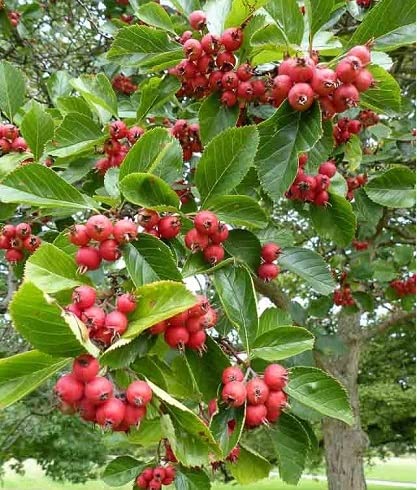 Thornless Hawthorn Tree Seeds for Planting (30 Seeds) - Crataegus Crus-Galli