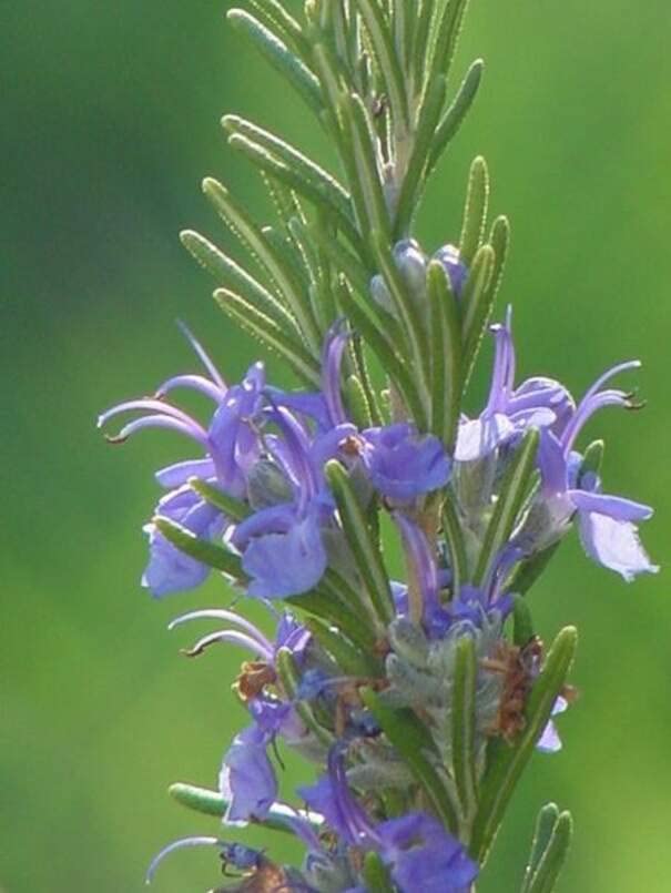 Rosemary Herb Seeds for Planting (50 Seeds) - Rosmarinus officinalis