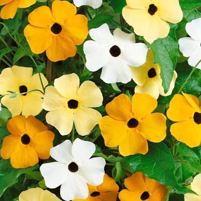 Black Eyed Susan Mixed Color Vine Seeds for Planting | Exotic Garden Flowers |