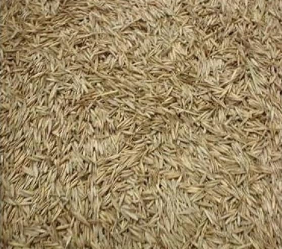 Creeping Red Fescue Seeds for Planting - Festuca rubra