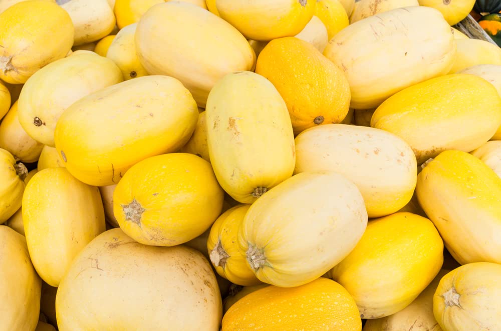 Spaghetti Squash Seeds for Planting | Grow Your Own Fall Decor