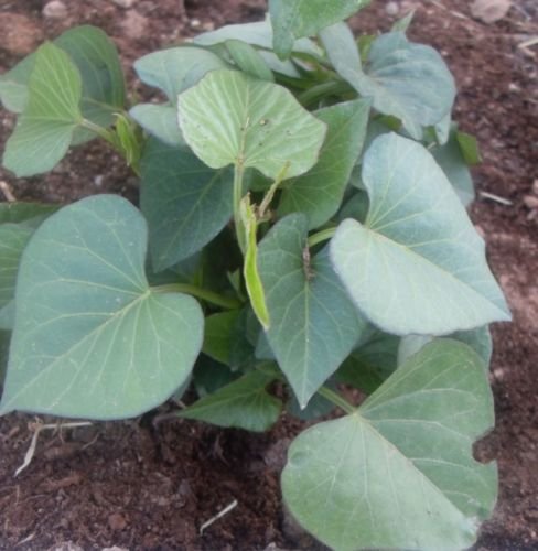 Purple okinawan sweet potato (2 SLIPS) Also known as Hawaiian Sweet Potato