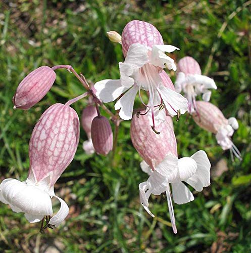 Bladder Campion (50 Seeds) - Silene vulgaris