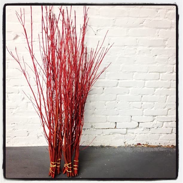 Red Dogwood Branches, Vase Filler Decor 30-36 Inches Tall - 100% All Natural, Grown and Shipped from Iowa, USA. - Vase Filler, Wedding Decoration