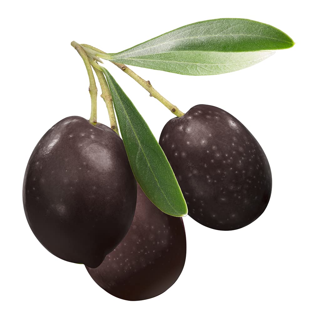 Olive Tree Seeds for Planting | 10 Seeds | Olea europaea
