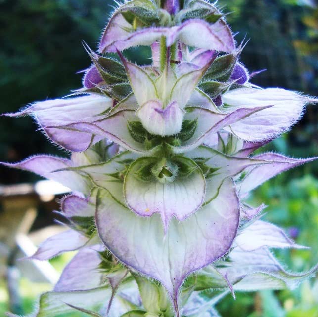 50 Clary Sage Seeds - Bluish-White - Easy to Grow Herb