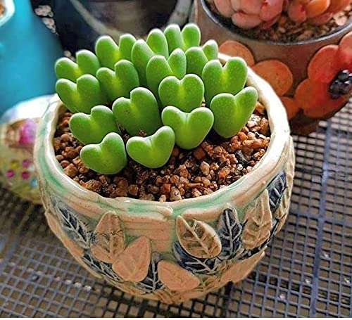 Little Hearts Succulent Seeds for Planting - 15+ Seeds - Ships from Iowa, USA - Conophytum Bilobum