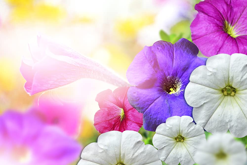 Mixed Color Tall Morning Glory Climbing Vine | 150 Seeds to Plant | Beautiful Flowering Vine. Made in USA, Ships from Iowa