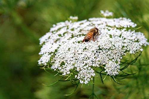 Queen Anne's LACE 1020 Seeds, Wild Carrot, DAUCUS CAROTA, White Flowers,Bulk