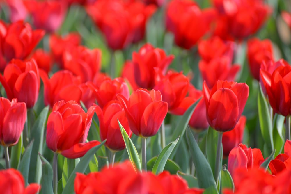 50 Best Red Tulip Bulbs for Planting