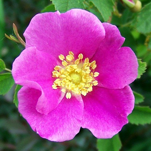 Woods Rose 15 Seeds - Rosa woodsii - Heirloom