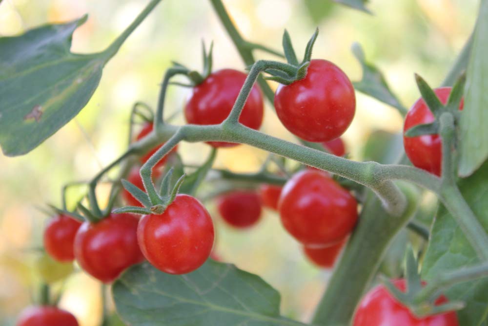 Super Sweet 100 Cherry Tomato Seeds for Planting - 100+ Seeds - Made in USA
