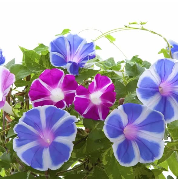 200 pcs Morning Glory Seeds for Planting Non-GMO Flower Seeds for Home Garden Decor Easy to Grow
