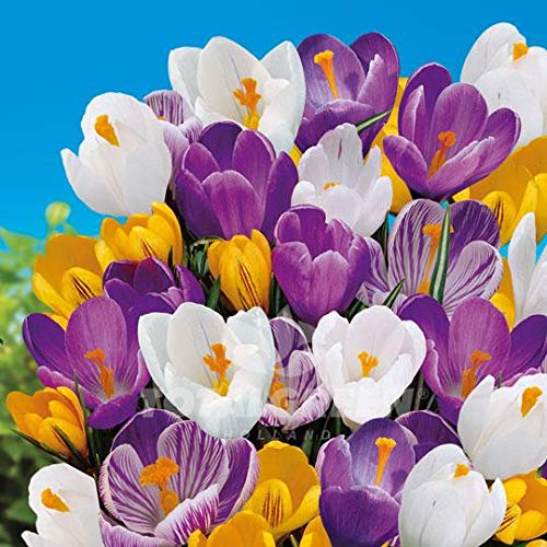 Crocus Species Mix (5 Bulbs) Purple, White, Yellow Perennial Bulb Mix. Made in USA, Ships from Our Iowa Nursery