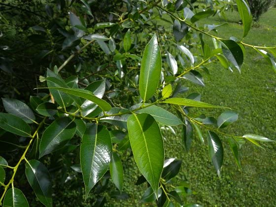 4 Peach Leaf Willow Tree Cuttings - Grow 4 Rare Bay Leaf Willow Trees