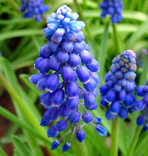 Blue Grape Hyacinth 25 Bulbs - Muscari armeniacum - 8/9 cm Bulbs