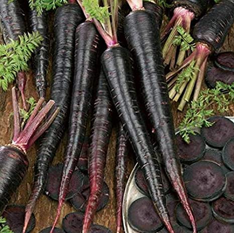 500+ Exotic Black Nebula Carrot Seeds to Grow - Daucus carota - Colorful Edible Vegetables. Made in USA