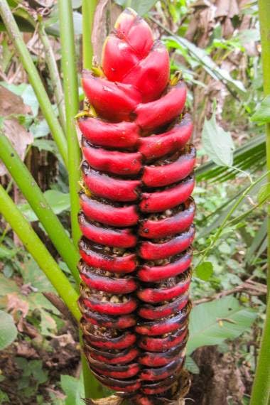 5 Seeds of Heliconia imbricata - Rare Tropical Plant