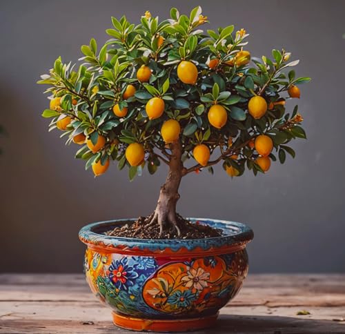 Kumquat Bonsai Tree Seeds for Planting - 2 Rare and Real Kumquat Seeds