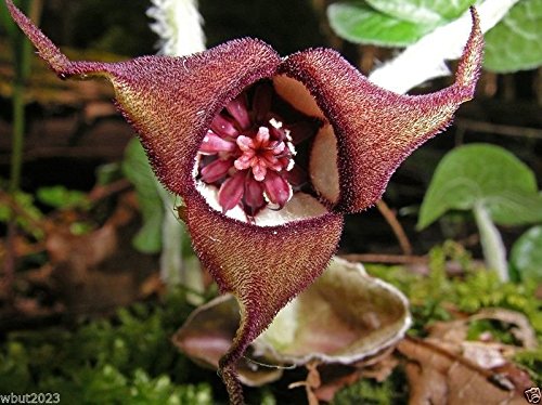 Wild ginger Seeds AKA Canadian Ginger ,vigorous groundcover, 25 Seeds Perennial.