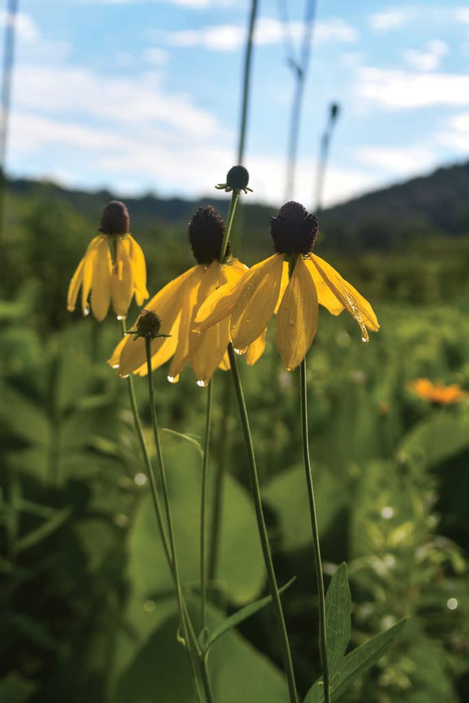 Weeping Coneflower Seeds for Planting (100 Seeds) - Easy to Grow - Ratibida pinnata