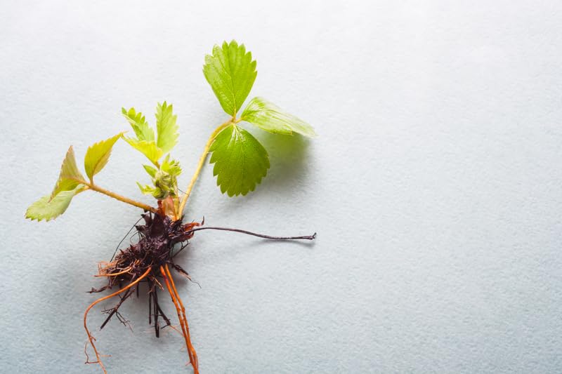 Honeoye Strawberry Bare Root Plants for Growing - Extremely Hardy June-Bearing - No Ship to California
