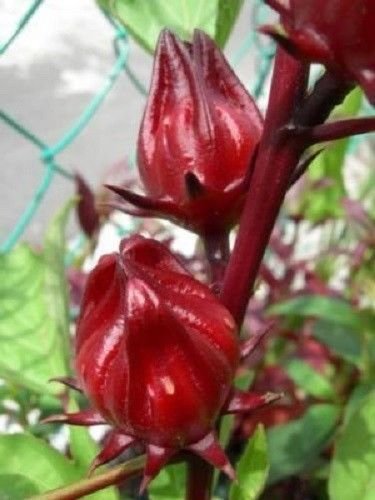 50 ROSELLE HIBISCUS Sabdariffa Rosella Fruit Flower Seeds