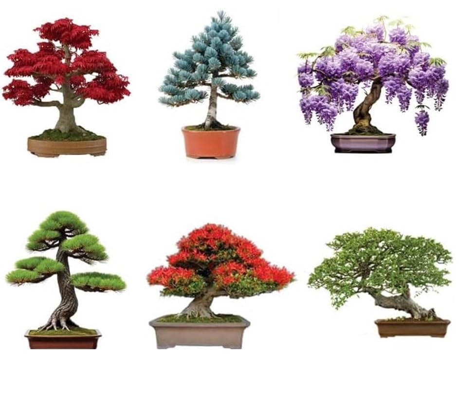 6 Types of Bonsai Tree Seeds for Planting - Pick from 3 Kits or Get Them All
