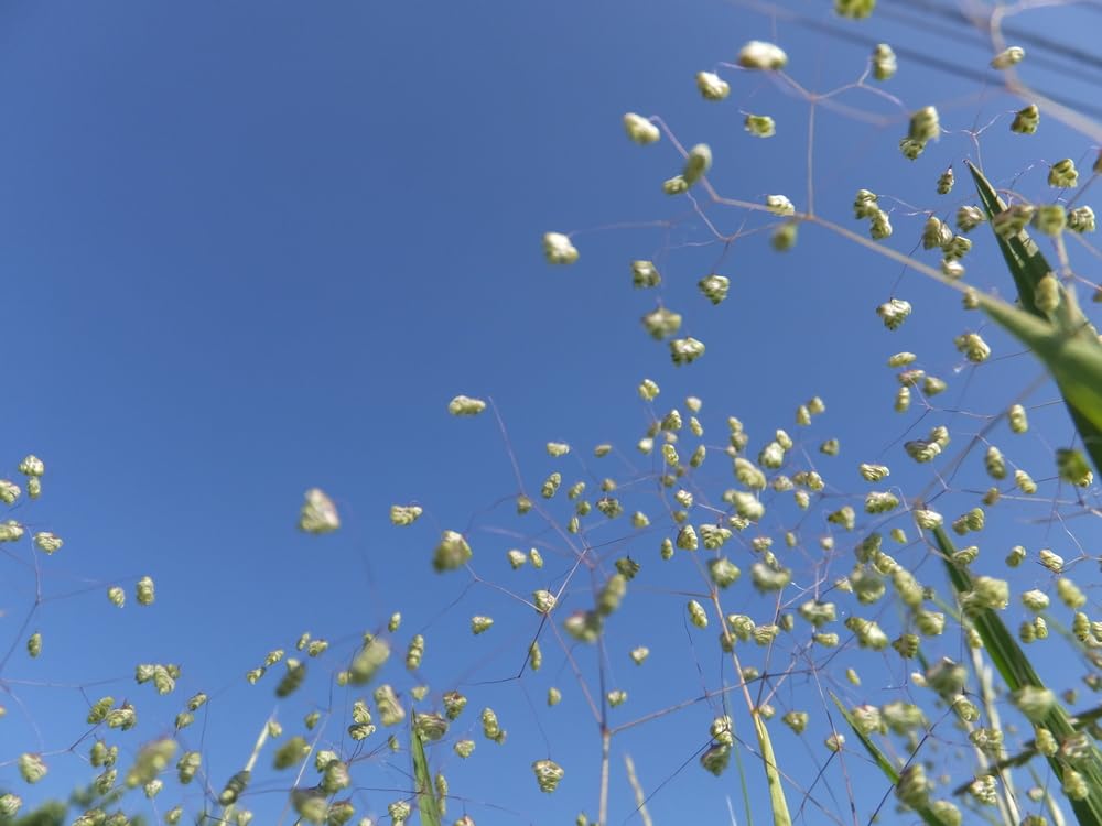 100 Seeds of Little Quaking Grass - Briza Minor
