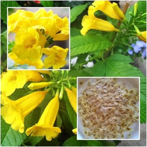 Tecoma stans 40 Seeds, Yellow Bells Esperanza Flower, Trumpetbush, Flower Seeds