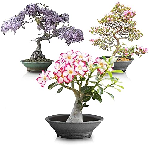 Flowering Bonsai Tree Seed Bundle 