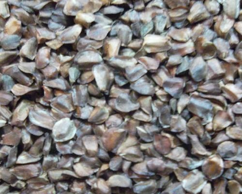 50 Italian Cypress Tree Seeds, Cupressus Sempervirens, Stricta