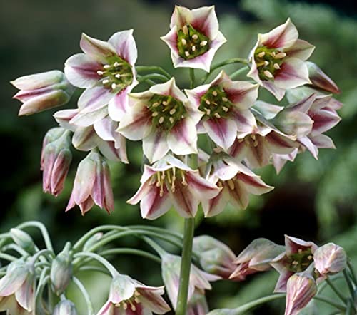 20 Weeping Allium Bulbs for Planting - Exotic Nectaroscordum Allium Bulbs - Ships from Iowa, USA