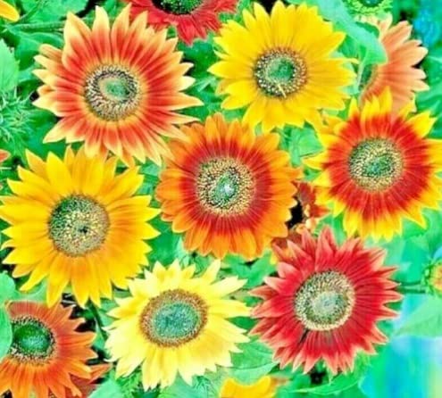 Autumn Beauty Sunflower Seeds for Planting | 50+ Seeds | Vibrant Fall Colors, Late Season Sunflowers | Stunning Fall Colors