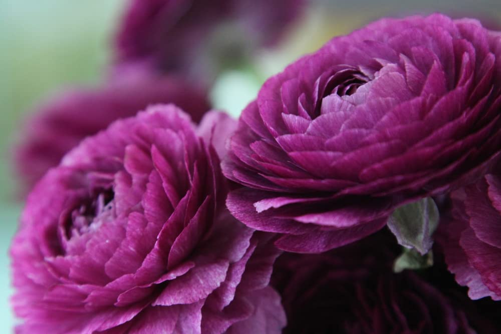 Purple Ranunculus Bulbs for Planting - (10 Bulbs)