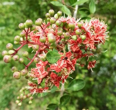 Henna Tree Seeds for Planting (30 Seeds) - Lawsonia Inermis - Egyptian Privet Tree