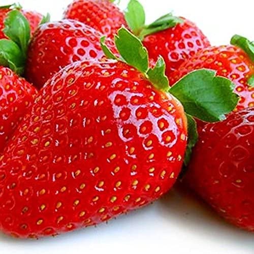 Everbearing Strawberry Plants for Growing - AC Valley Sunset Strawberry Plants - Fruit Very Firm, Sweet, High Yields Can Not Ship to California.
